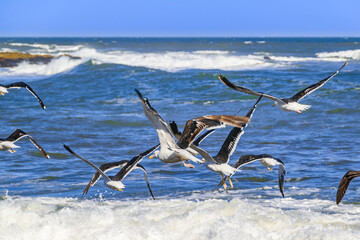 Group of Seagulls, Punta del Este, Uruguay