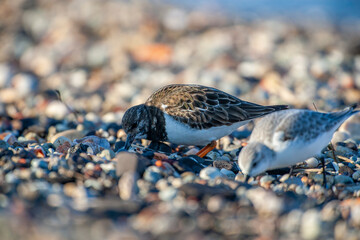 Ruddy Turnstone (Arenaria interpres) in the natural habitat.