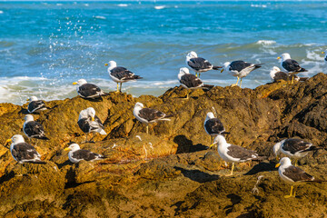 Group of Seagulls, Punta del Este, Uruguay