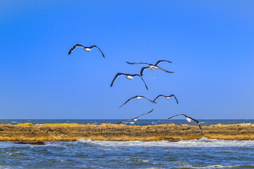 Group of Seagulls, Punta del Este, Uruguay