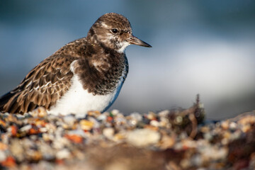 Ruddy Turnstone (Arenaria interpres) in the natural habitat.