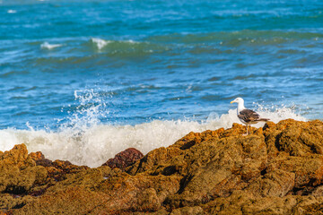 Seagull at Rocky Coast, Punta del Este, Uruguay