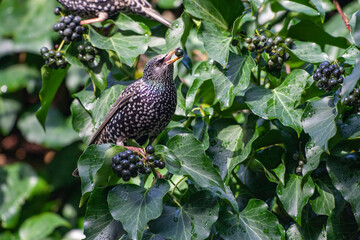 Common Starling (Sturnus vulgaris) bird in the natural habitat.