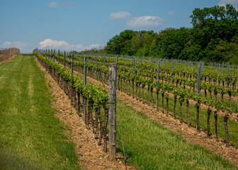 Fototapeta na wymiar Vineyard with rows of grapes with blue sky with clouds in the background.