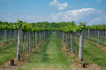 Obraz premium Vineyard with rows of grapes with blue sky with clouds in the background.