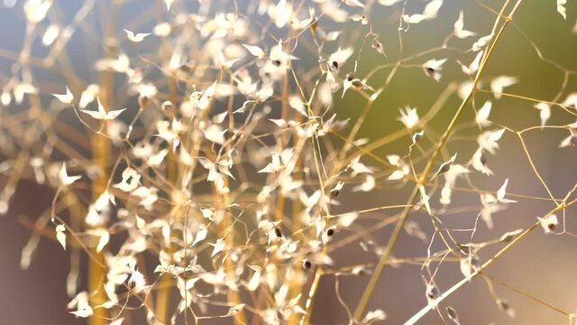 Desert grass in the wind, slow motion 180 fps
