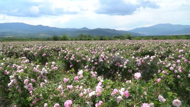 Bulgarian pink roses blown by the wind