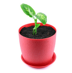 Dieffenbachia isolated. A plant in red pot isolated on a white background. Dumbcane.House plant