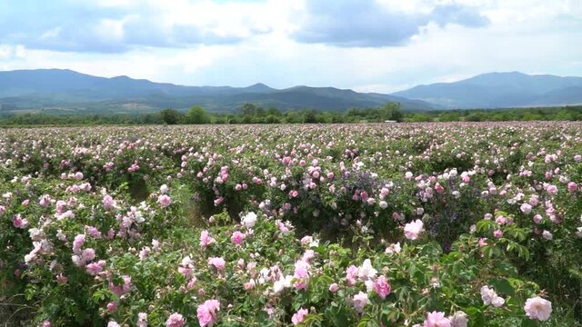 Bulgarian pink roses blown by the wind