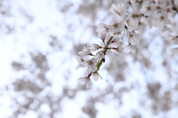 桜シーズン