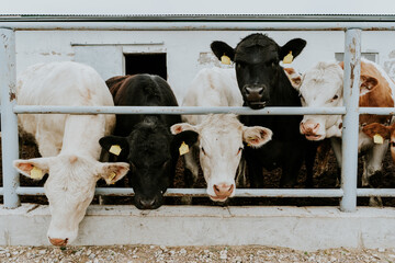 Cows in the stable. A mix of different cow breed looking at the camera. Curious animals. 