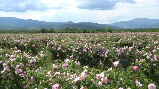 Bulgarian pink roses blown by the wind