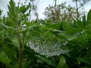 rain drops on a leaf
