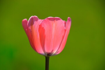 red tulip on a green background