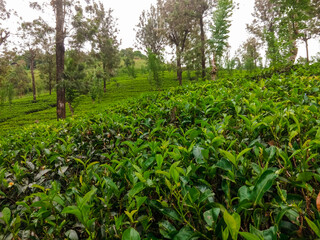 Fototapeta na wymiar View of tea plantations in Sri Lanka. Tea cultivation.