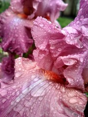pink rose petals