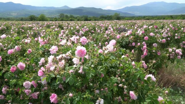 Bulgarian pink rose closeup in a gerden