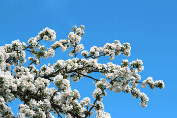 apple tree blossoms in spring against the sky