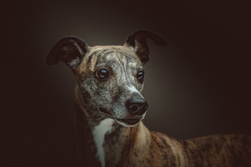 Cute Whippet dog. Studio shot.