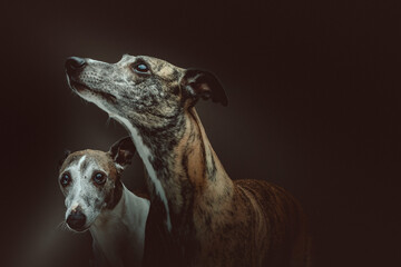 Two Cute Whippet dogs. Studio shot.