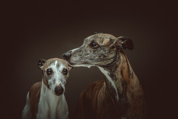 Two Cute Whippet dogs. Studio shot.