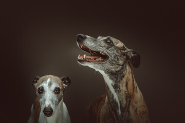 Two Cute Whippet dogs. Studio shot.