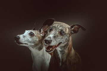 Two Cute Whippet dogs. Studio shot.
