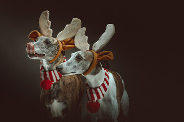 Two Whippets dressed up for Christmas. Studio shot.