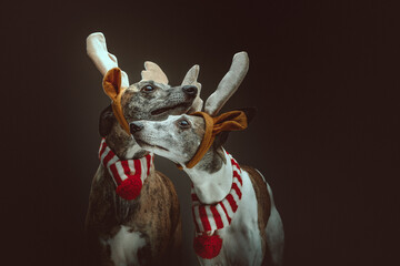 Two Whippets dressed up for Christmas. Studio shot.