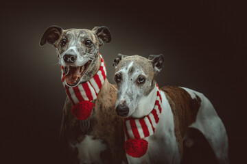 Two Whippets dressed up for Christmas. Studio shot.