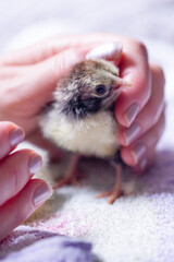 baby chick in a hand