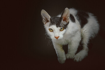 Don Sphynx kitten with short fur