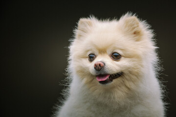 Adorable Spitz Dog. Studio shot.