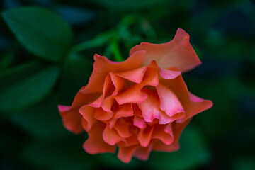 Blooming hot red rose