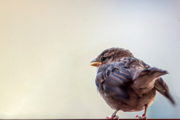 Chick sparrow (Passer domesticus) learns to fly. Blurred background.