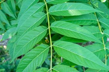 green leaves on branch in the garden in late spring