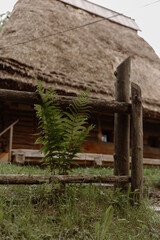 Fototapeta na wymiar Green fern on a background of an old wooden house with a thatched roof