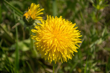 One yellow blooming dandelion flower, top view