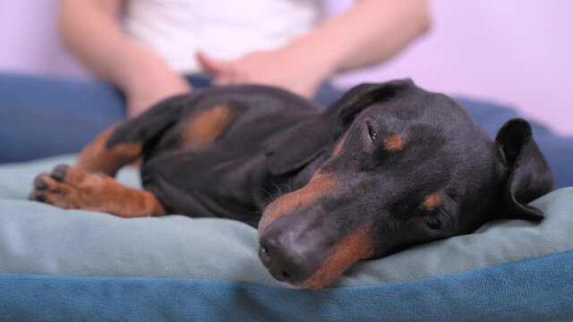 A cute dachshund dog sleeps on a pillow while massaging its hind legs. Prevention and rehabilitation of animals