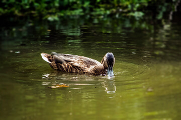 Mallard