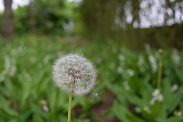 A single, ready-to-blow dandelion in the foreground. In the background a fuzzy meadow with lily of the valley flowers.
