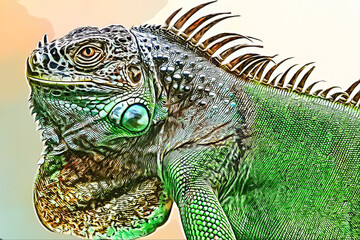 A big iguana lizard on green background.