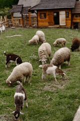 Obraz na płótnie Canvas Livestock farm with goats, cattle and Sheep