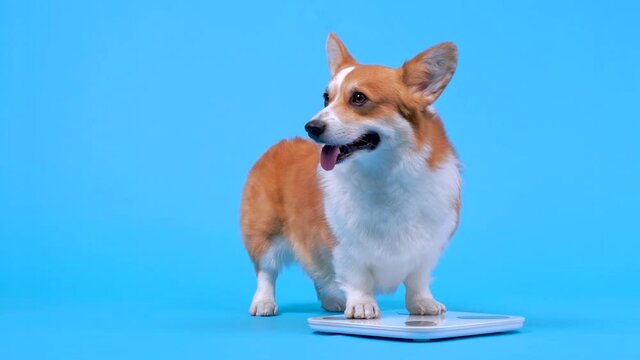 Funny smiling welsh corgi pembroke or cardigan measures weight on electronic floor scale, front view. Dog is on diet, keeps track of nutrition and prepares figure for summer beach season.