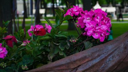 Fototapeta na wymiar Magenta Kalanchoe blossfeldiana flowers in a metal pot in the park. Blur Background. Macro shooting, closeup