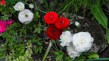 White, pink and red Buttercup, Ranunculus asiaticus flowers with green leaves on a flower bed in the park. Green branches of fir tree. Background. Closeup