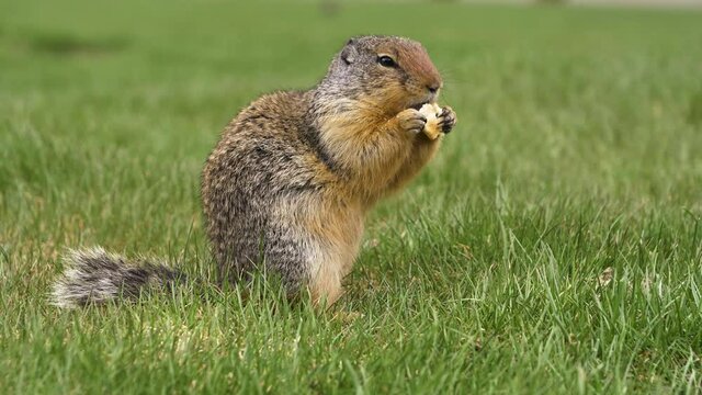 At the first ray of spring sunlight, a Columbian ground squirrel (Urocitellus columbianus) in E. C. Manning park, British Columbia, Canada looking out of the entrance of its burrow after a long winter