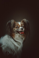 Adorable Papillon Dog. Studio shot.