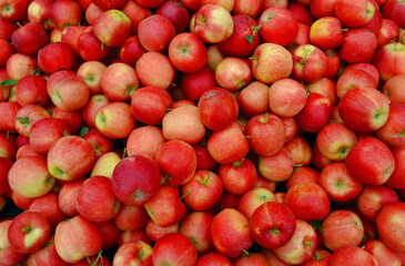 Red Gala apples fresh fruit produce background