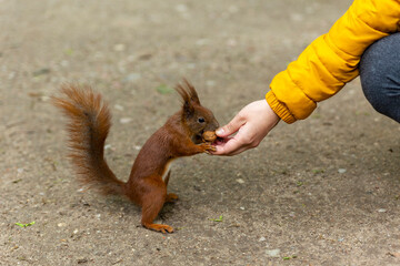 squirell getting nut from woman's hand © SkieR3D